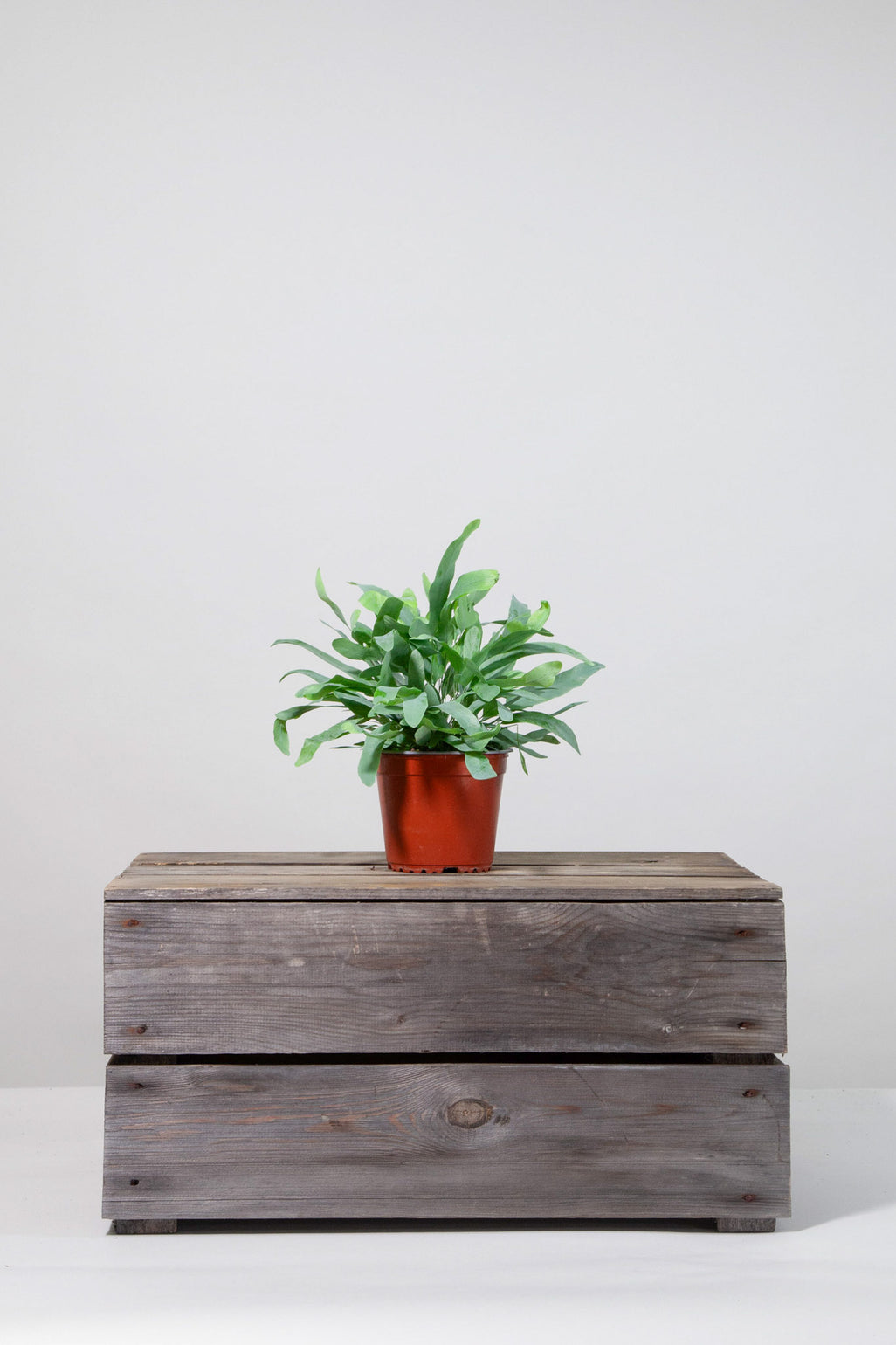 files/IndoorPlants-StudioShots13.11.2023-076.jpg